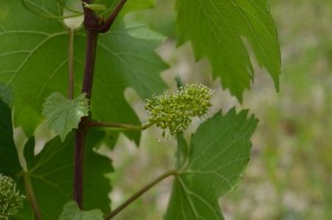 ブドウの花って見たことないんですけど、このひとつひとつにつくんだと思います。